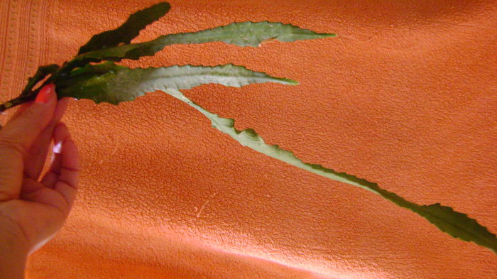 roz lila - 0 VANZARE EPYPHILLUM