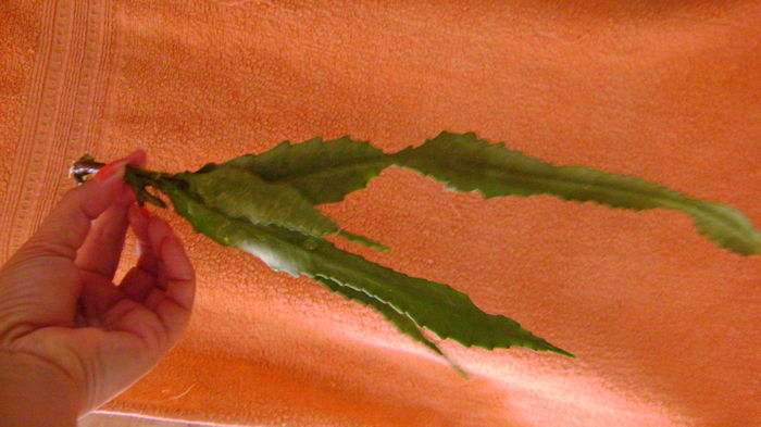 roz lila - 0 VANZARE EPYPHILLUM