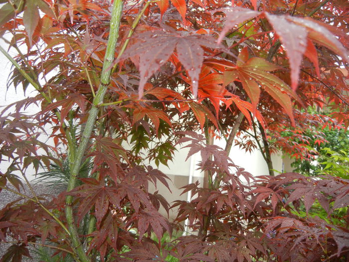 Acer palmatum Bloodgood (2014, May 14)