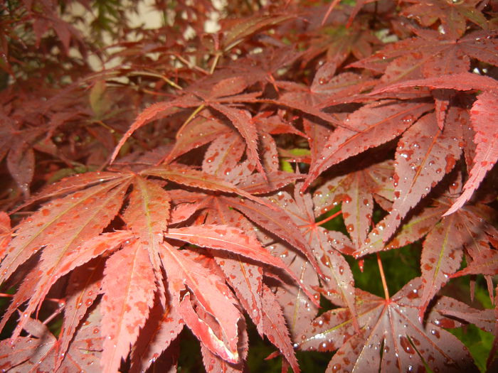 Acer palmatum Bloodgood (2014, May 14)