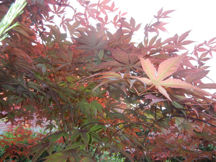 Acer palmatum Bloodgood (2014, May 16)