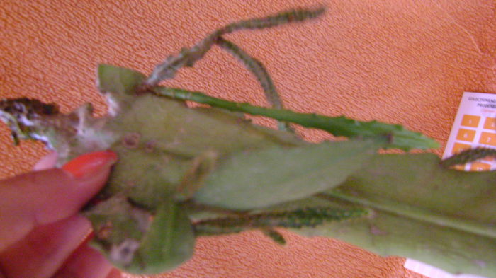 roz lila - 0 VANZARE EPYPHILLUM