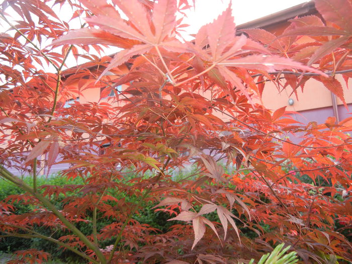 Acer palmatum Bloodgood (2014, May 24)
