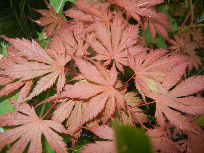 Acer palmatum Ariadne (2014, May 16)