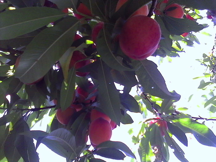 IMG_20140623_142902 - Floricele de gradina