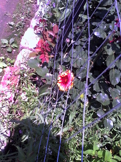 IMG_20140623_142708 - Floricele de gradina