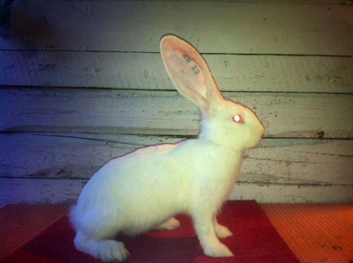 Femela 3 - RO23 4411; Productie proprie!
