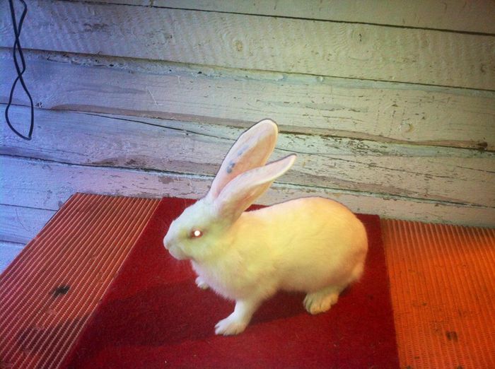 RO23 4411 ( F 3 ); 2,550 kg ( 2luni si 11 zile )
