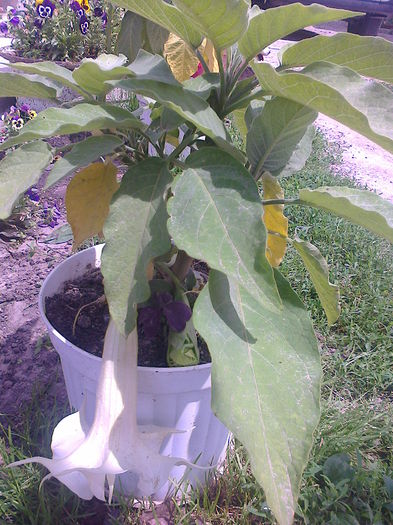 Fotografie0621 - brugmansia de la dl hapy