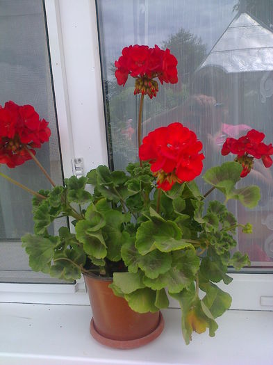 Fotografie0629 - muscatele mele