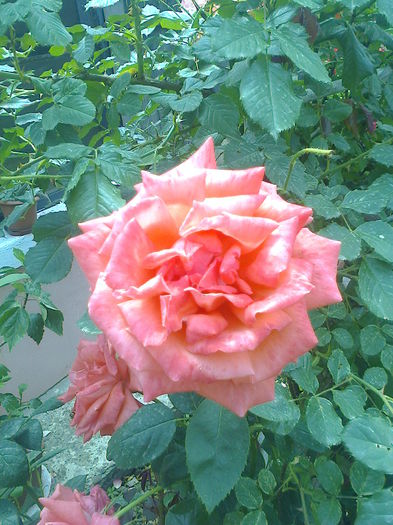 Fotografie0642 - trandafiri
