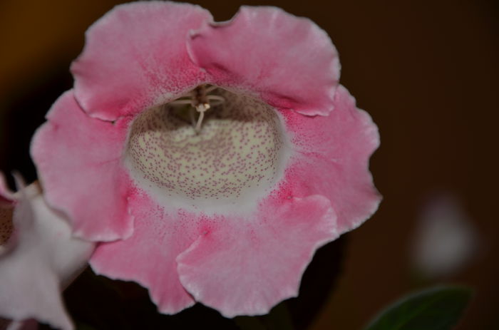 3 Hibrid Slipper Alb   crep - Gloxinii 2014