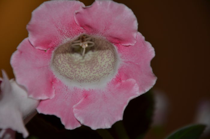 3 Hibrid Slipper Alb   crep - Gloxinii 2014