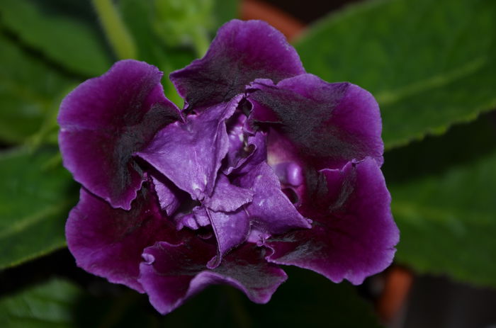 Allegro Purple - Gloxinii 2014