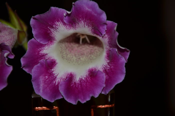 2 Hibrid Slipper Rosu   crep - Gloxinii 2014