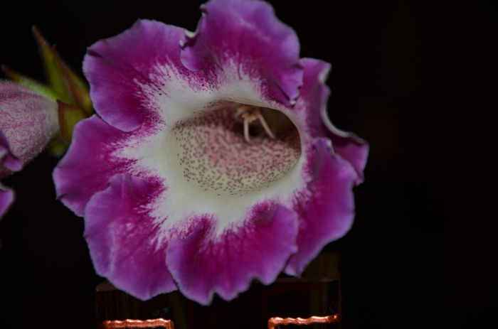 2 Hibrid Slipper Rosu   crep - Gloxinii 2014