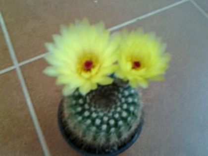 Fotografie1442 - Cactusi și suculente