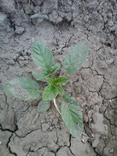 4 seminte - 10 lei - SEMINTE PEPINO - SOLANUM MURICATUM