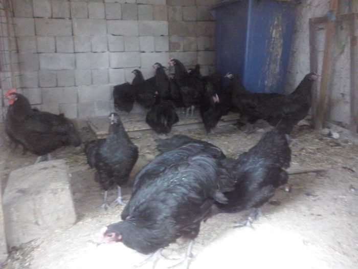 CAM00423 - australorp tineret 2014