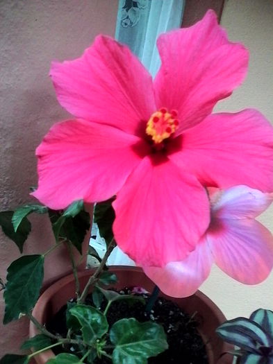 IMG_20140615_085909 - flori de interior 2014