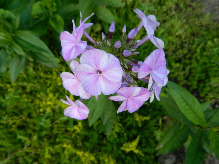 Primul phlox inflorit - IUNIE 2014