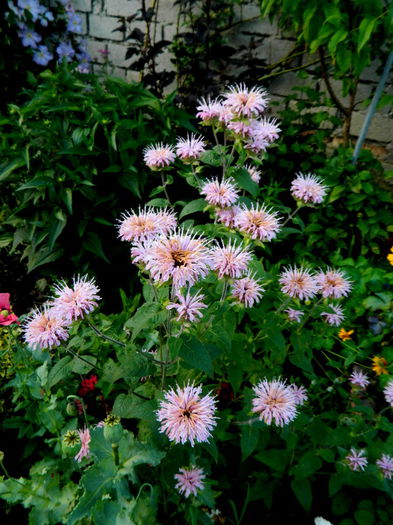 Monarda roz - IUNIE 2014