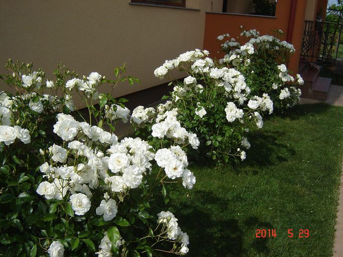 10366034_850638858283661_8550867211855156217_n