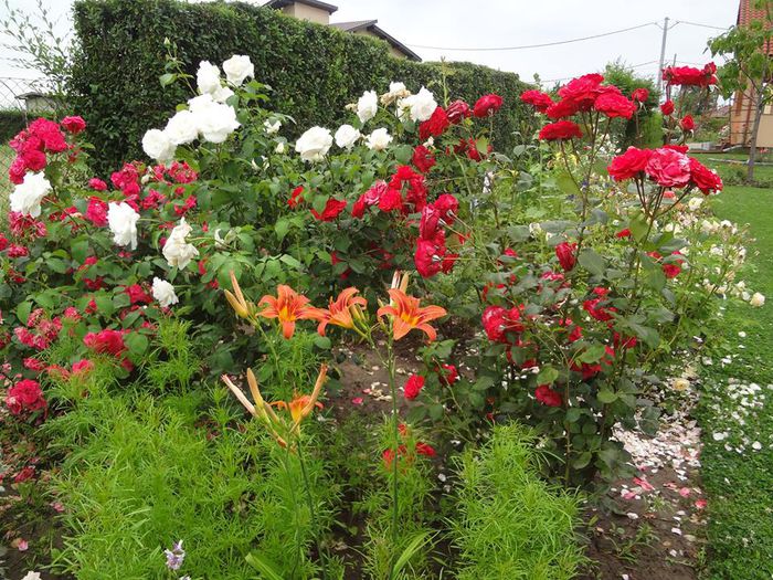 10440284_862785540402326_4022800811566445520_n