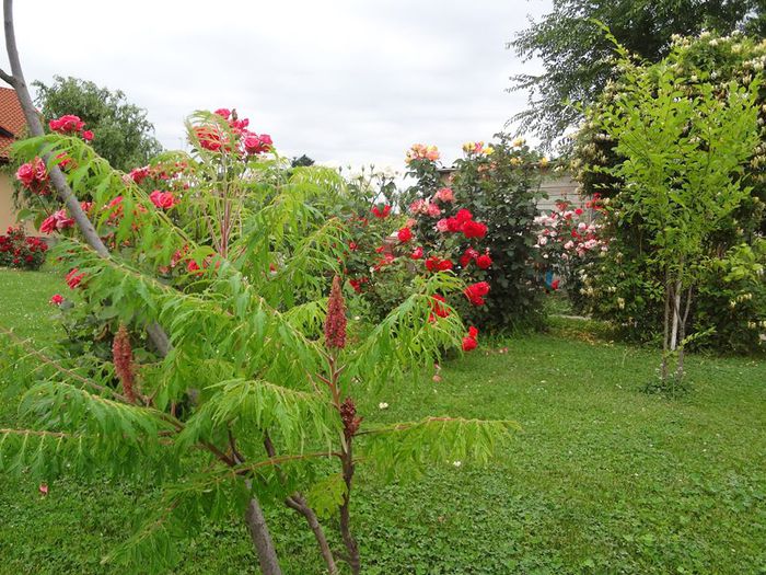 10484155_862785807068966_173960159833191336_n