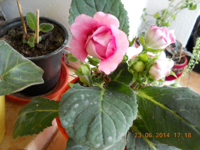 005 - IUNIE 2014