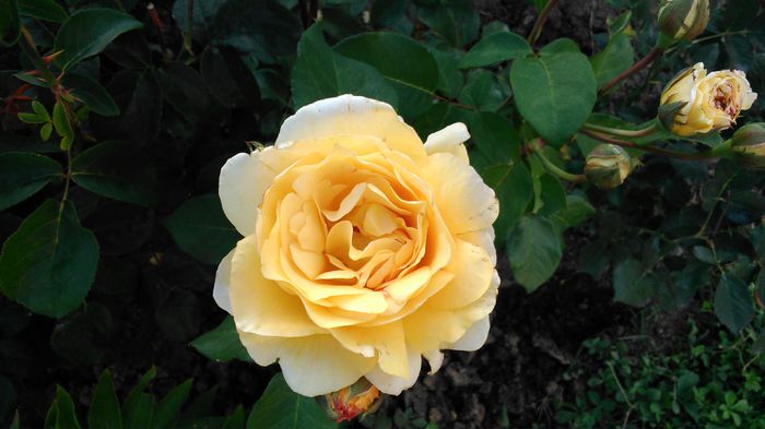 DSC_0197 - TRANDAFIRI 2014 II