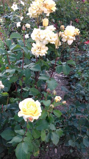 DSC_0199 - TRANDAFIRI 2014 II