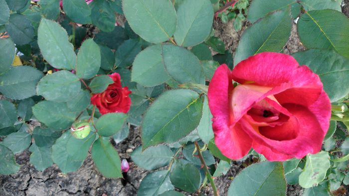 DSC_0211 - TRANDAFIRI 2014 II