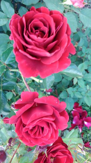 DSC_0212 - TRANDAFIRI 2014 II