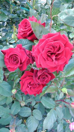 DSC_0213 - TRANDAFIRI 2014 II