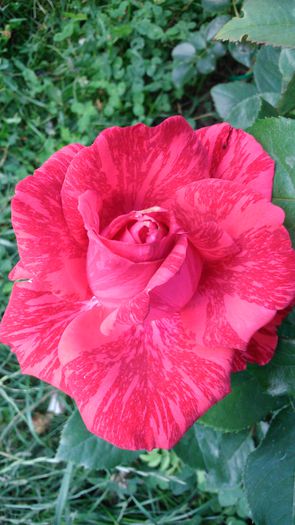 DSC_0214 - TRANDAFIRI 2014 II