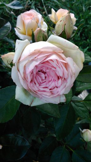 DSC_0216 - TRANDAFIRI 2014 II