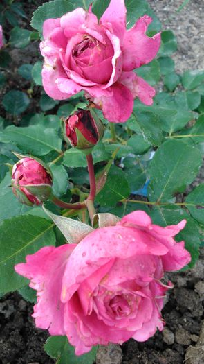 DSC_0225 - TRANDAFIRI 2014 II