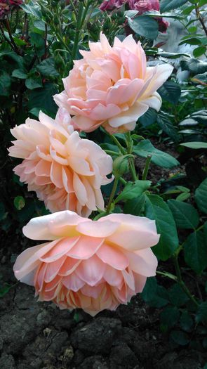 DSC_0227 - TRANDAFIRI 2014 II