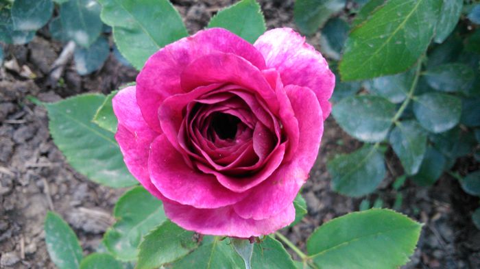 DSC_0217 - TRANDAFIRI 2014 II