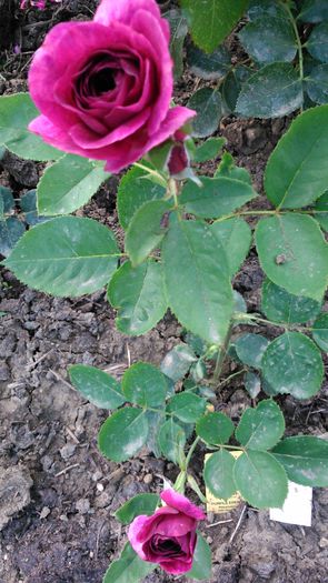 DSC_0218 - TRANDAFIRI 2014 II