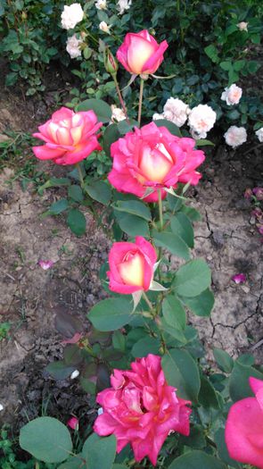 DSC_0220 - TRANDAFIRI 2014 II