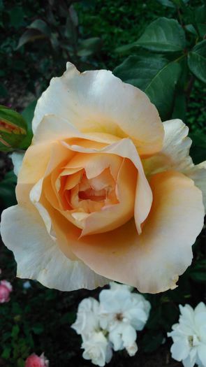 DSC_0221 - TRANDAFIRI 2014 II