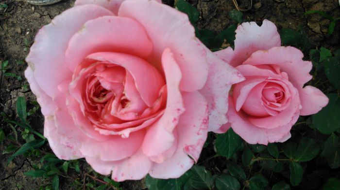 DSC_0222 - TRANDAFIRI 2014 II