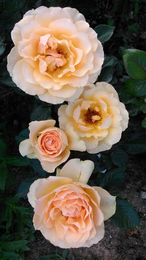 DSC_0224 - TRANDAFIRI 2014 II