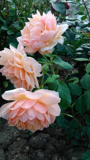 DSC_0226 - TRANDAFIRI 2014 II