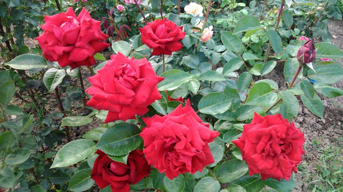 DSC_0229 - TRANDAFIRI 2014 II