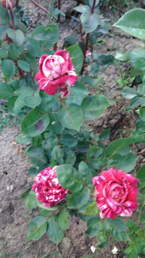 DSC_0230 - TRANDAFIRI 2014 II