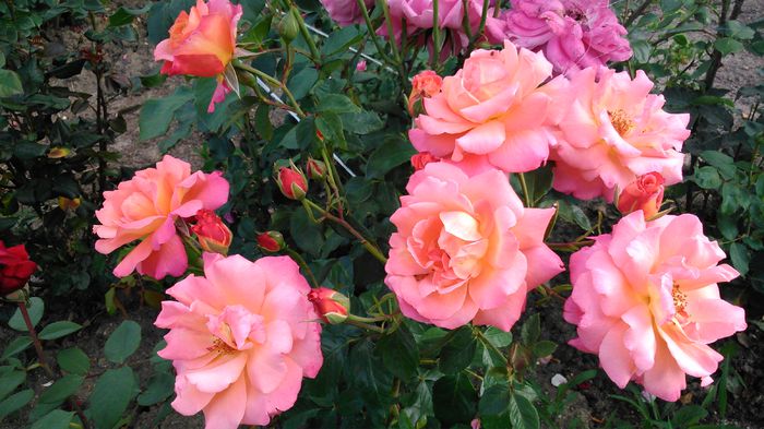 DSC_0231 - TRANDAFIRI 2014 II