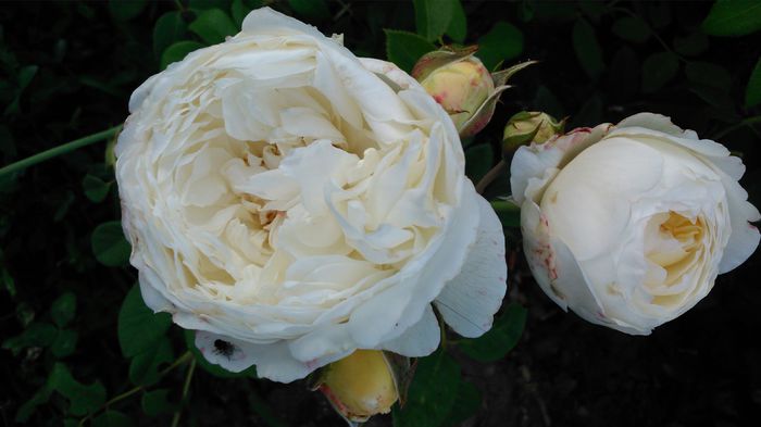 DSC_0232 - TRANDAFIRI 2014 II